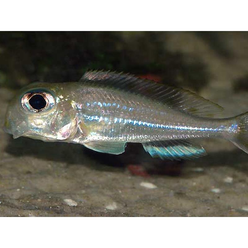 Xenotilapia ornatipinis - imagine 5